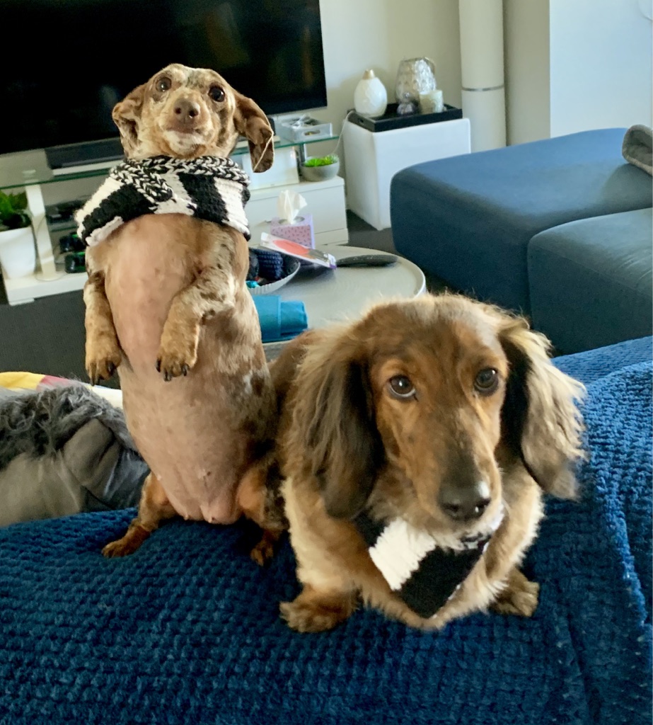 Introducing Long Dog Wool Fibre&nbsp;Arts