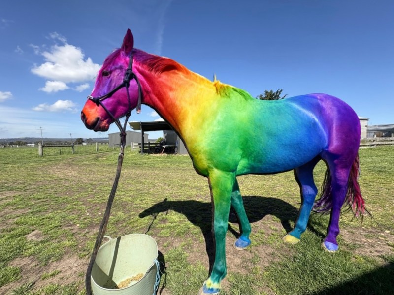 Introducing Safe4Ewe dyes!